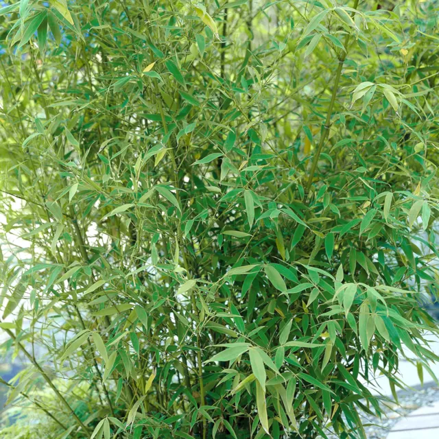 Fargesia Pingwu Bamboo 40-50cm Outdoor Potted Garden Evergreen Plant In 14cm Pot