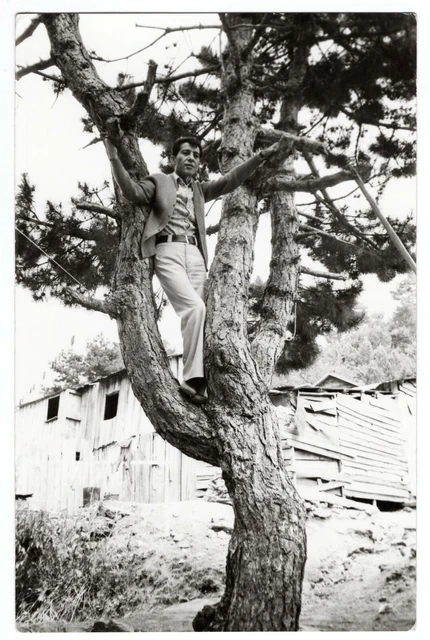 Vintage gay int photo handsome man in a tree unusual weird abstract strange 7326