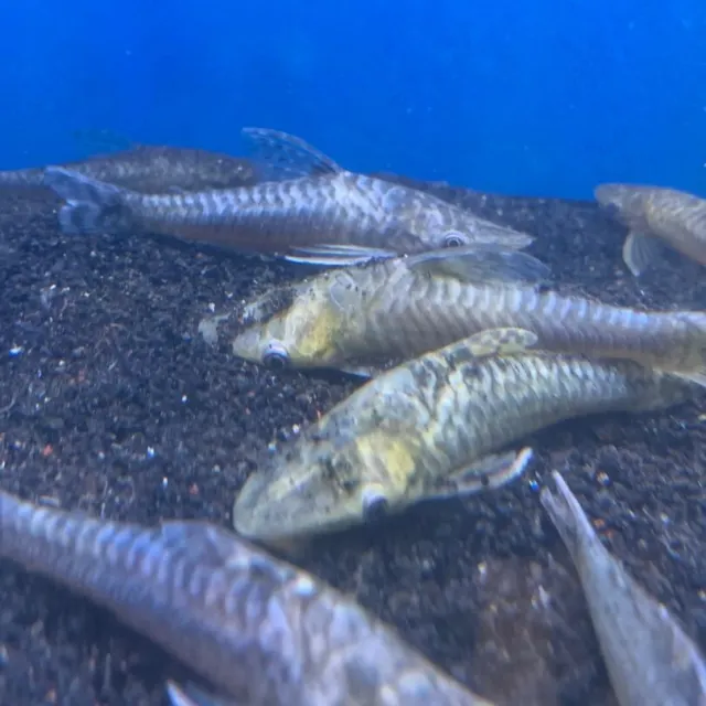 Jumbo otocinclus catfish 3-4" in length