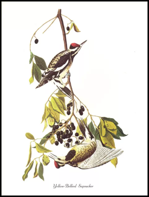 Illustration Print - Yellow-Bellied Sapsucker - Audubon Bird Art - 102