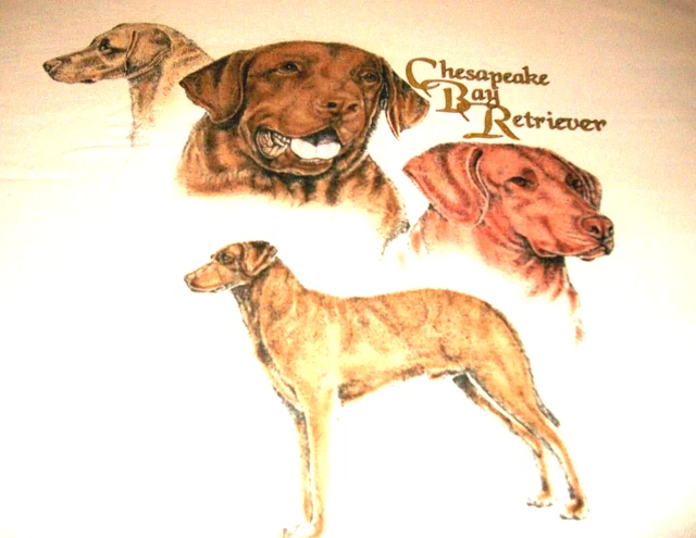 Chesapeake Bay Retriever T-shirt LG 42/44 - Natural