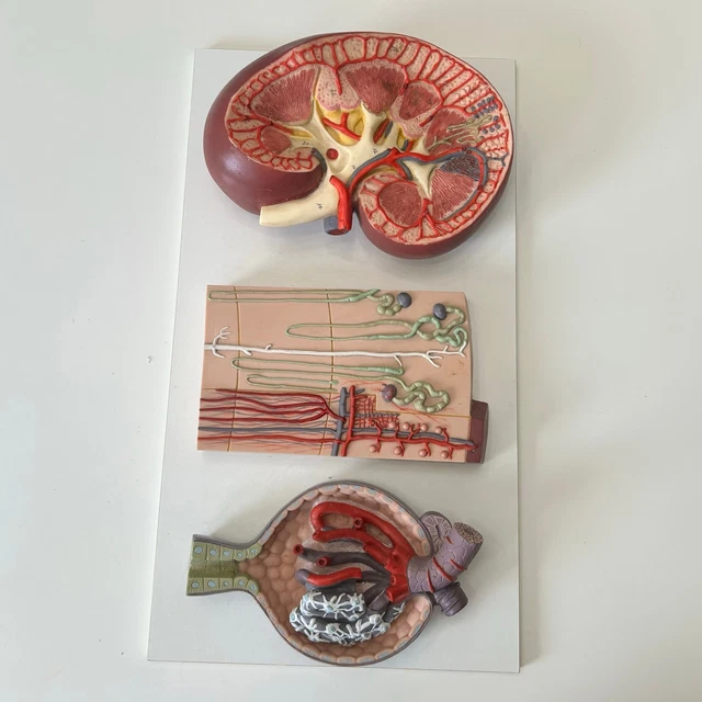 KIDNEY SECTION NEPHRON Renal Corpuscle Classroom Anatomical Model £53. ...