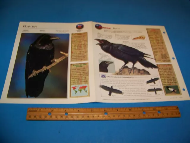 Raven Photo / Information Page Wildlife Explorer 1998