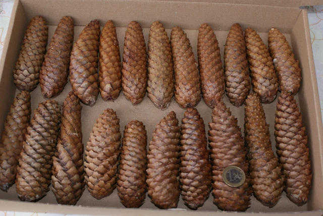 Tannenzapfen Fichtenzapfen getrocknet - ca 15Stck Floristik Deko Basteln Natur