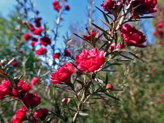 Leptospermum Scoparium cv " Red Damask " Fiore Rouge (1 Plante A40-5x6, 5x16)