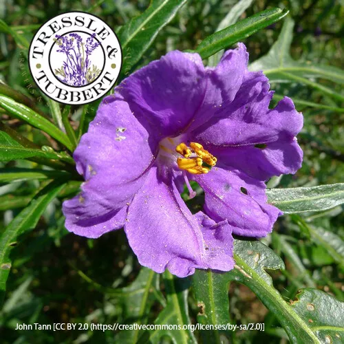 Seltene Mountain Känguru Apple Solanum Linearifolium Fruit 5 Samen UK Verkäufer