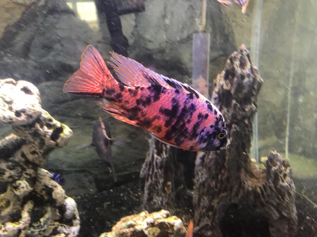 5X Dragonblood/Peacock OB 2-2.5” unsexed Juveniles