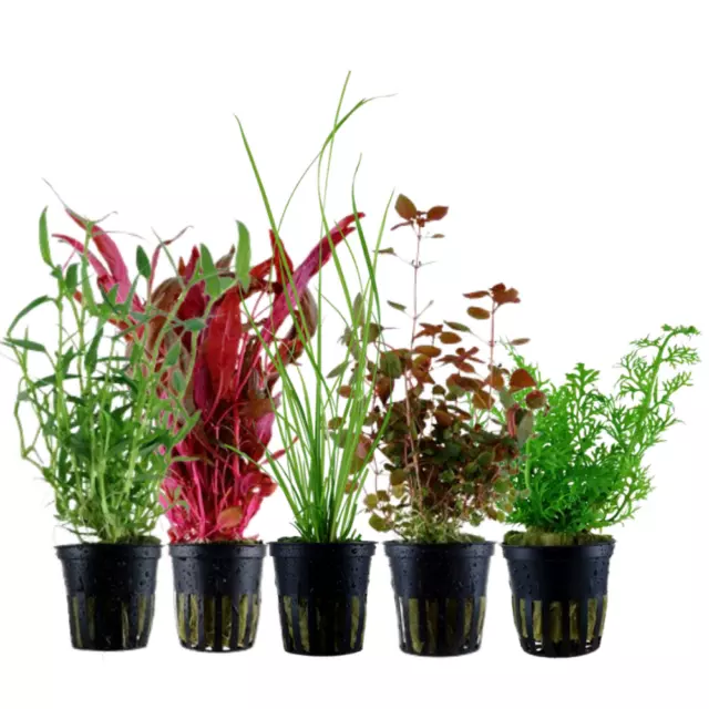 Plantes Ensemble Avec 5 Fond Pot De Aquarium Plantes Aquatiques AquaOne Nr.118