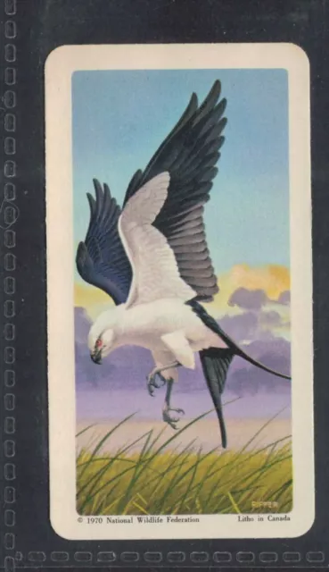 SWALLOW-TAILED KITE - 50 + year old Canadian Trade Card # 41