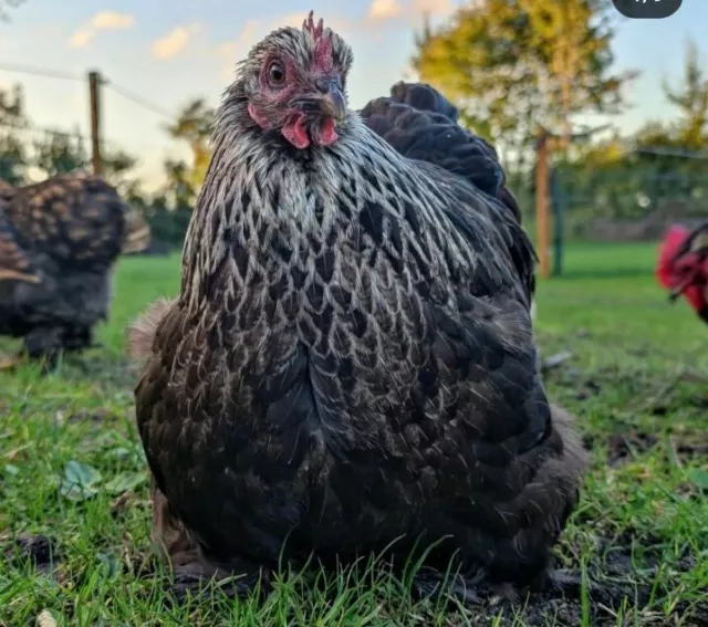 10 Bruteier Versand in KW 14 Zwerg Cochins Huhn Hühner Zwerghühner Cochin