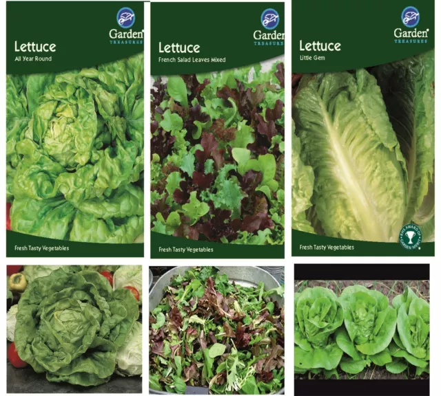 Lettuce Seeds Little Gem All Year Round French Salad Leaves Grow Your Own