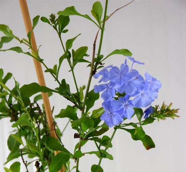 Plumbago Capensis "gelsomino Notturno" V 18 50 Cm In Fiore - Vivaio Annese - Foto 6
