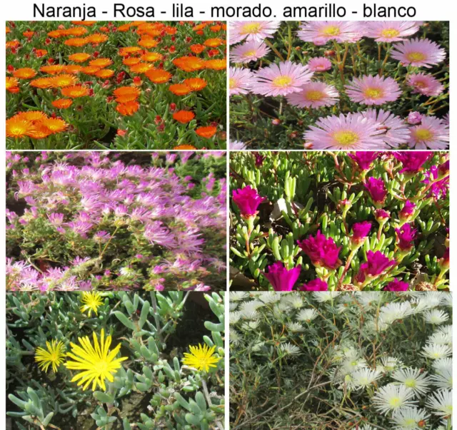 Lote SURTIDO de 4 colores Plantas Mesem delosperma rosa, amarillo, blanco