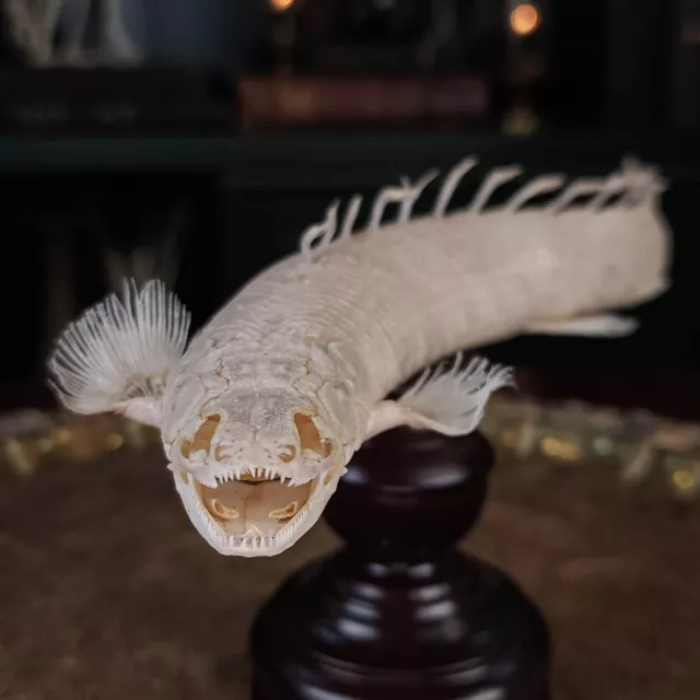 Real Mottled Bichir skeleton, Polypterus Weeksii, real fish skeleton taxidermy 3