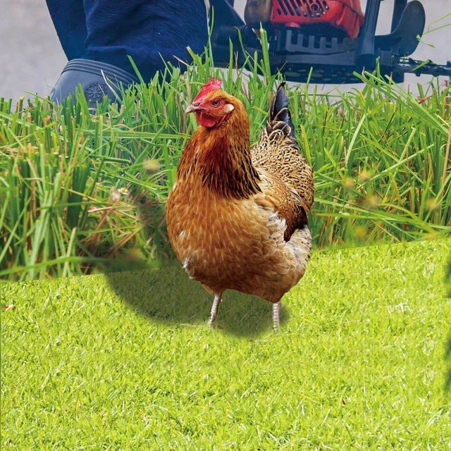Stampa acrilico gallo statue pollo scultura realistico pollo decorazioni 6