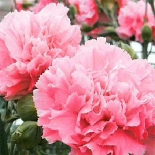 100 Bright Green Carnation Seeds Dianthus Flowers Seed Flower Perennial 302  