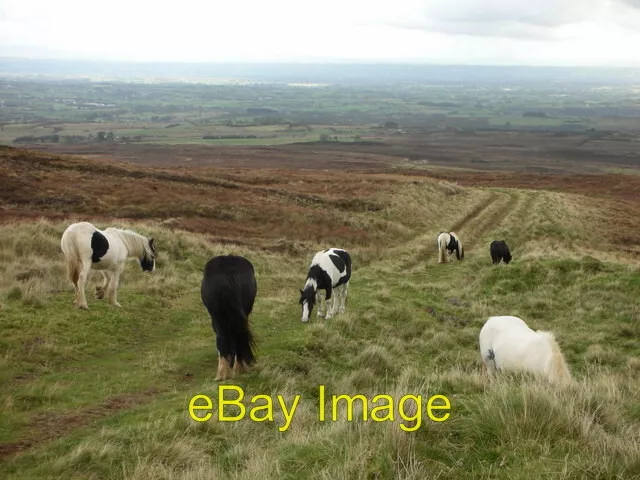 Photo 6x4 Carntogher. Horses grazing Tamnyrankin Horses grazing on an Oct c2009