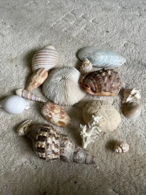 Beautiful Selection Of Sea Shells