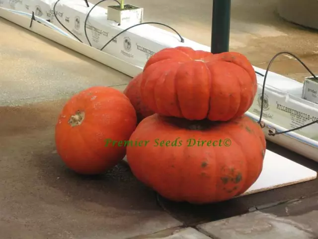 Squash / Pumpkin Rouge Vif D’etampes  55 Seeds