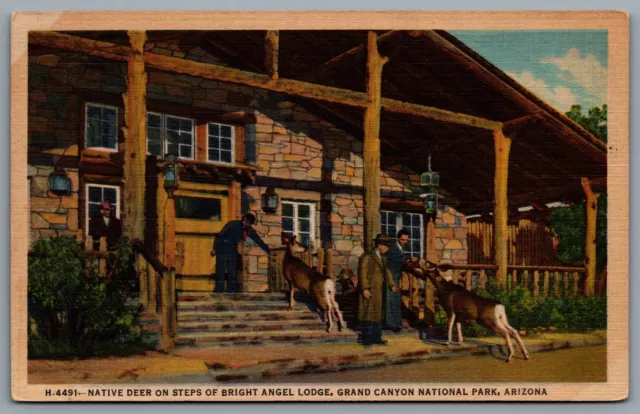 Postcard Grand Canyon National Park AZ c1953 Fred Harvey Deer Bright Angel Lodge