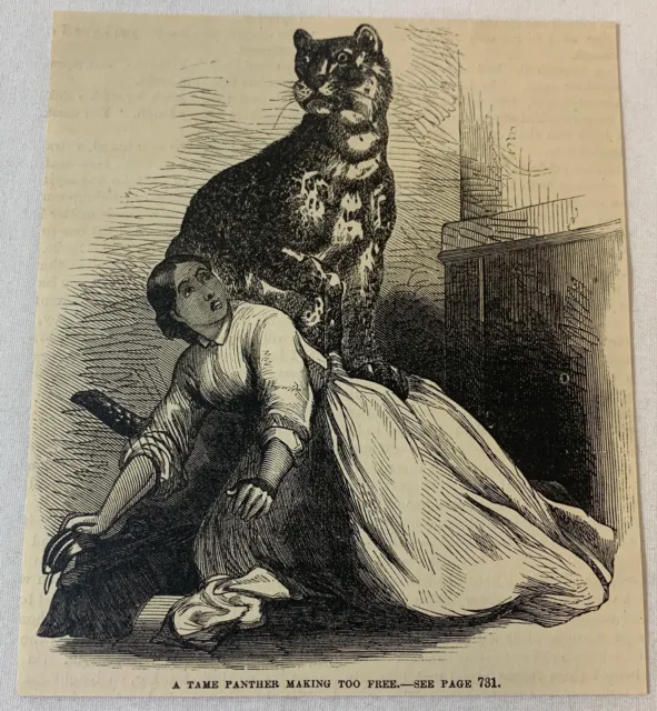 1876 magazine engraving~ TAME PANTHER CLIMBS ON WOMAN