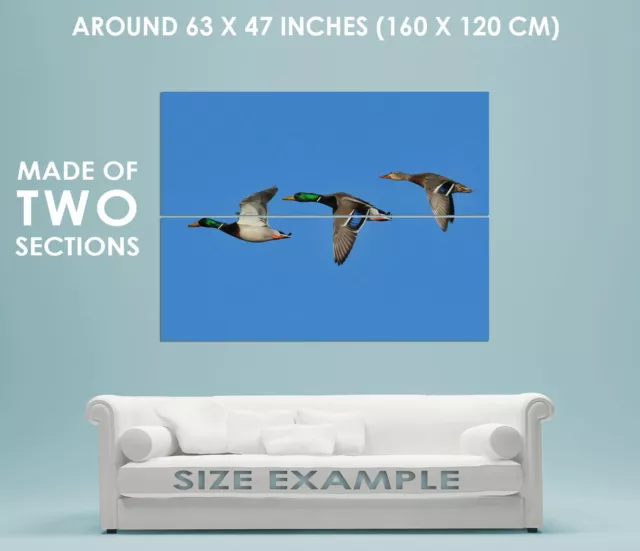 87900 ANIMAL BIRD MALLARD DUCK FLIGHT WALL Wall Print Poster AU