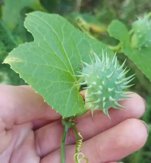 Explodiergurke 12 Samen Cyclanthera brachystachya Hörnchengurke Inka-Gurke