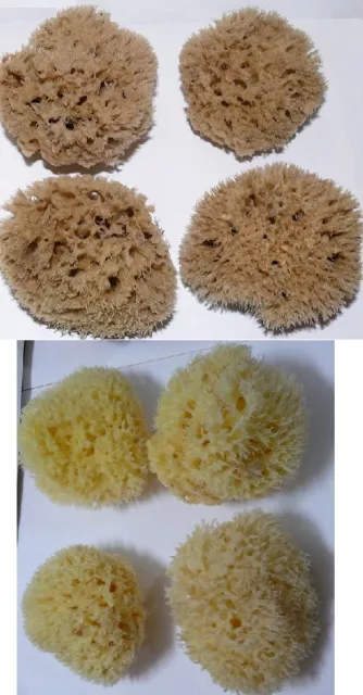 4pcs  SEA SPONGE   brown or  yellow  GREEK KALYMNOS - soft - silk - 11-12cm