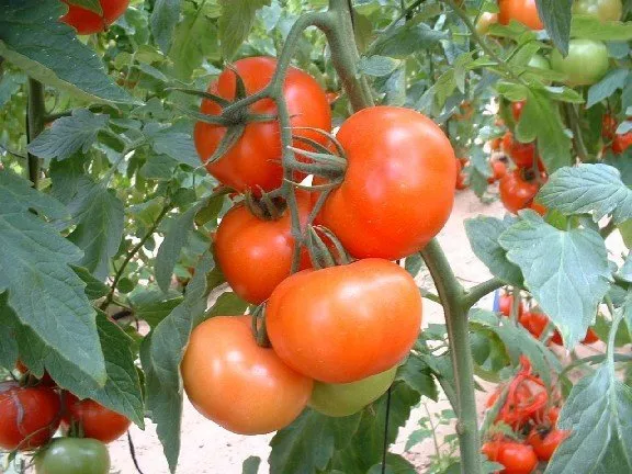 Tomato Daydream 30 seeds vegetable garden Heirloom NON GMO open pollinated