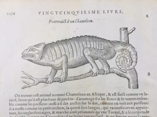 Caméléon 1614 Reptile Afrique Comète Médicament Gravure sur Bois Ambroise Paré