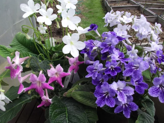 Streptocarpus Plug Plants - Varieties A to D