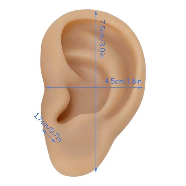 Modello di allenamento piercing orecchio in silicone riutilizzabile per insegnamento - Regno Unito