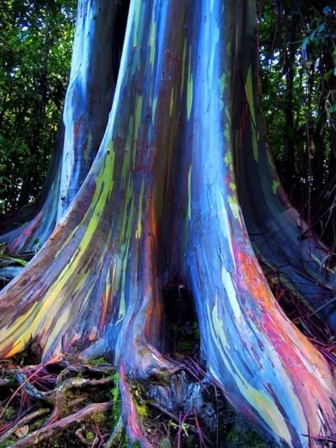 RAINBOW EUCALYPTUS Deglupta - Mindanao Gum - 100+ Seeds - UK SELLER