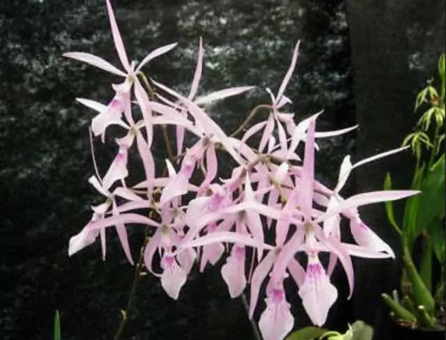 Orchid Species Encyclia nemorale Bloom Size
