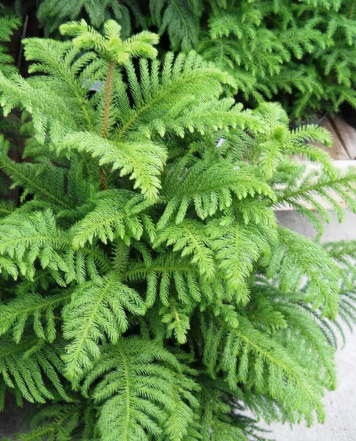 Norfolk Island Pine Tree Seeds Araucaria Heterophylla Hardy Indoor Outdoor