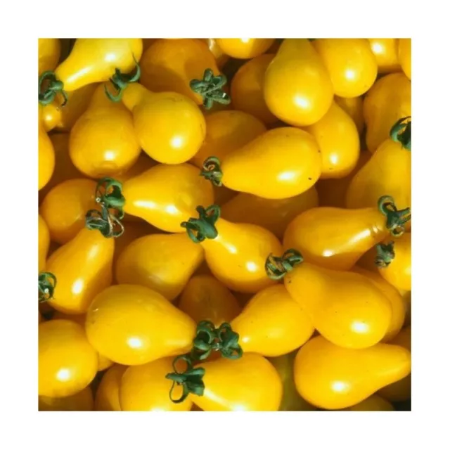 50 Graines de Tomate Cerise Poire Jaune Méthode BIO seeds plantes légumes ancien