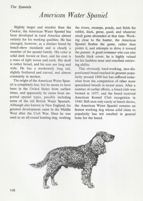 The American Water Spaniel - CUSTOM MATTED - Vintage Dog Art Print - "G"