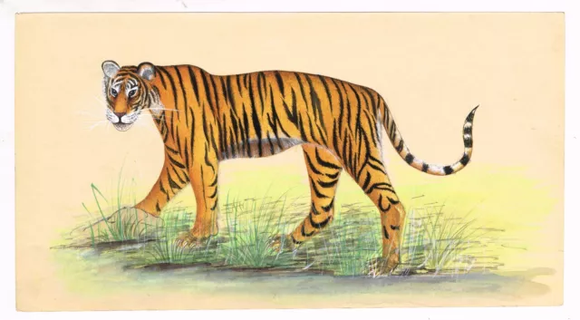 Mano Miniatura Vida Silvestre Arte Pintura De Tigre Gouache En Papel 15.2x27.9cm