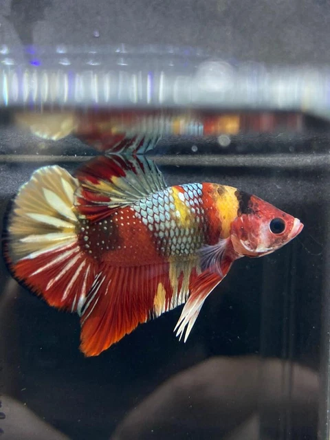 Live Betta Fish Male Halfmoon Plakat Nemo Copper USA SELLER M694