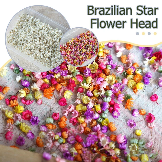 Real Dried Flowers Set Art Craft Epoxy Resin Candle Jewelry Making B5S1