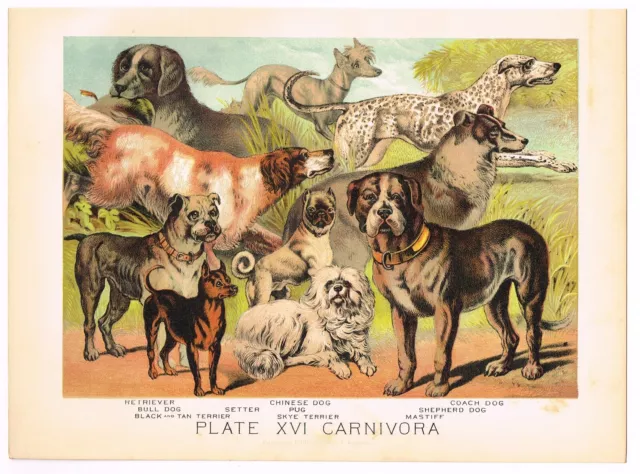 Antique Print Vintage 1880 Chromolithograph Animals Dog Terrier Bull Pug Mastiff