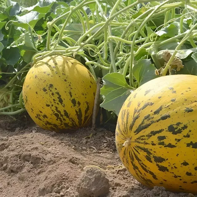 Honigmelone Sorte: Altinbas 10+ Samen - Türkische Honig Melone, Samenfest,