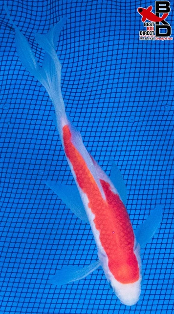 7" SARASA COMET GOLDFISH Live Koi Fish Garden Pond Fin BKD G1