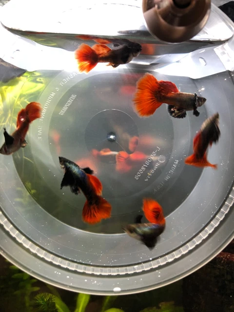 2 male-Dumbo Red Tail Big Ear Live Guppy Good Side