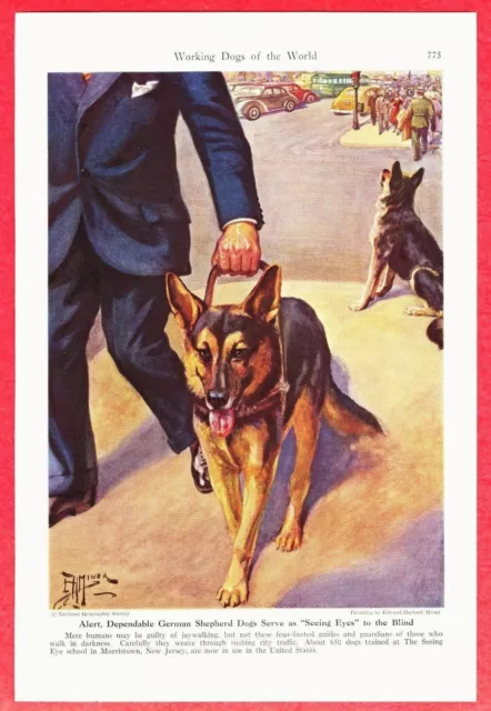 1941 Working Dog Print~ GERMAN SHEPHERD Seeing Eye Dog - by Edward Herbert Miner