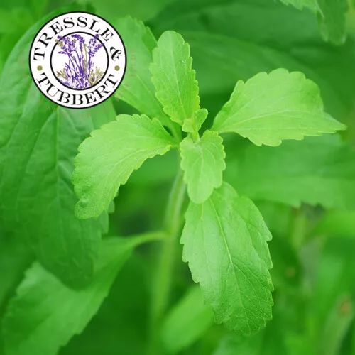 Stevia rebaudiana herb rare natural sweetner approx 40 seeds UK SELLER