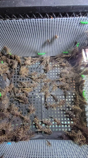 L333 King Tiger Pleco (Hypancistrus sp.), Tank-Bred! size 1.5in