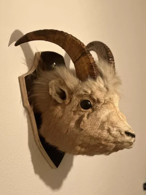 Taxidermy,Kamtschatka Schneeschaf,Präparat,Tierpräparat,ausgestopft,Trophäe,