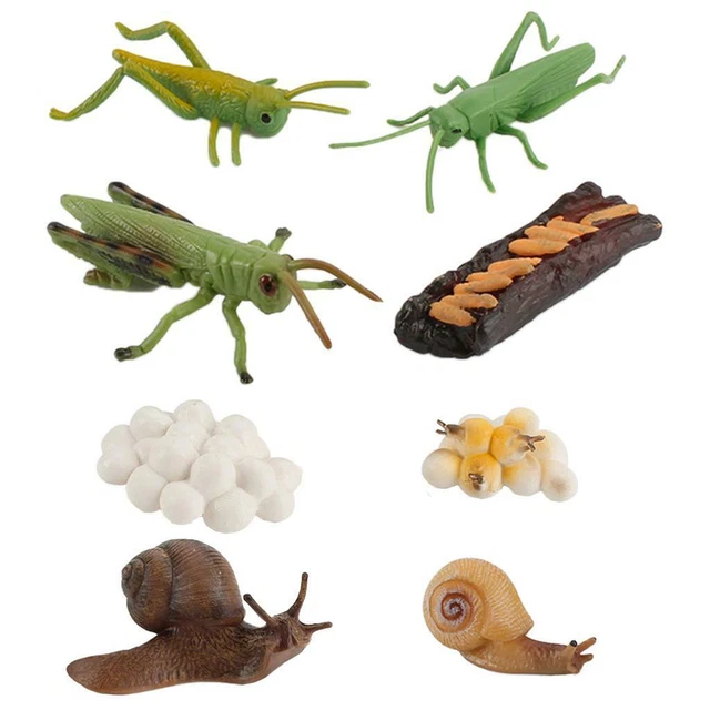 Coffret figurines le cycle de vie d'une coccinelle - Offres jouets