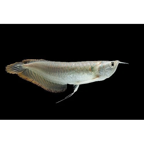 Silver Arowana 6" - 7" Live Tropical Freshwater Aquarium Monster Predator Fish